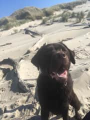 Cocoa chasing seagulls at the beach!