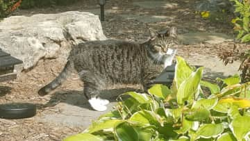 Molly enjoying the backyard.