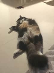 Tippy