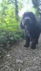 The adorable Lemmy, who I've looked after on a number of occasions in the Lake District.