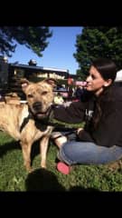 Taking foster dog on a field trip to prepare her for a new life.