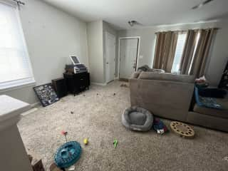 Front door behind couch, and more cat toys.