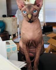 I love to fetch springs and will steal your money, pens and chapstick out of your bag and hide it. I love firm butt pats and scratches behind my ears and under my chin. I’m allergic to all things chicken! I get very anxious and stressed and have accidents