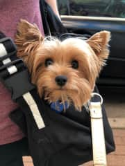 Sadie in her carrier sling