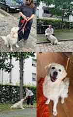 Flora, the Golden puppy in Leipzig! Sweetest soul and was learning how to walk on a lead. I’m glad I could help her