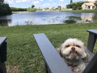 Puppy views