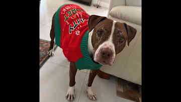 Bender is sweet and scared. He had a bad experience with his previous family and ended up in a dog shelter.