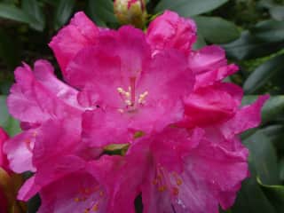 Rhododendron bloom in spring