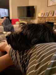 Likes laps !