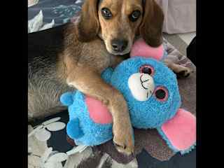 Our beautiful fur baby Molly.