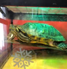 Elsa the turtle