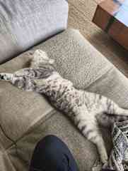 Cuddles & belly trust showing with kitten Zingy