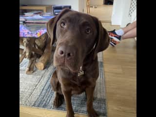 Tilly loves food and love