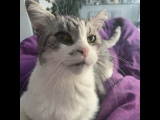 My cat ‚Will‘