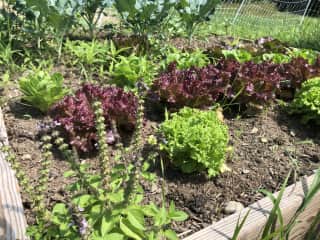 Pick your own fruit and veggies