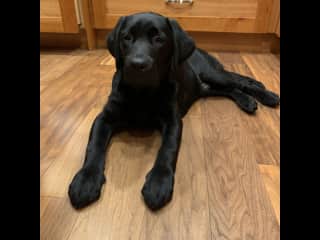 Murphy age 2 years