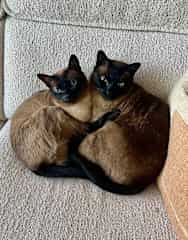 Appalling love his sister