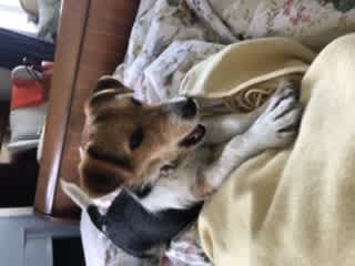V cosy on the bed where she DOES NOT SLEEP!!!