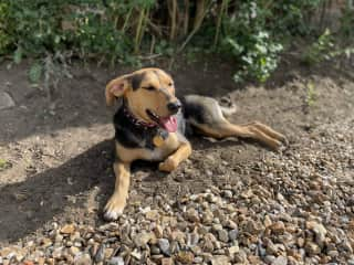 Sun dog - she loves the sun!