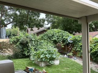 Arbor with swing covered in grapes