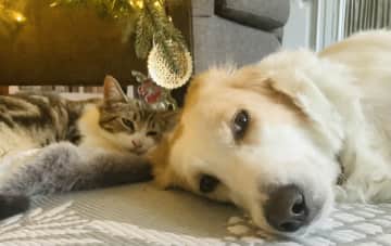 Ella and Sushi are friends