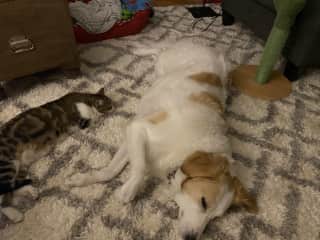 They approve of this carpet
