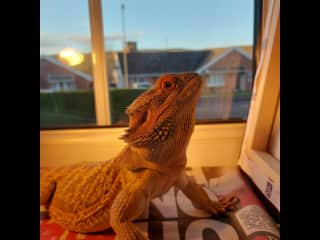 Ziggy is our beautiful 2 year old bearded dragon, He is very friendly, and love to sit in the window and watch the world go by