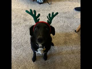 He actually tolerated the headwear pretty well!