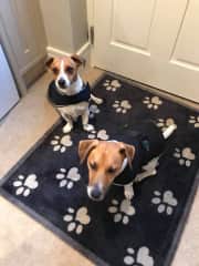 Theo get very excited before his walk !