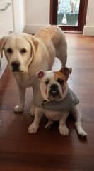 My grand-dogs, Maurice the Labrador and Mavis the British Bull dog - gorgeous