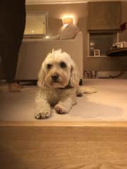 Gentle, calm, loyal and loves being with you.