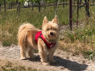 Charlie in "our" vineyard