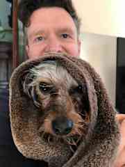 Rambo the fierce Yorkie in France.