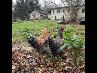 Poulettes sous haute surveillance