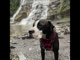 Ithaca Gorges