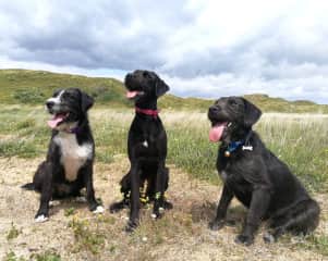 Indie, Lacey, Reo on one of the sand due walks