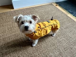 Getting ready for her walk in the rain!