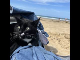 Yelo's first time at the beach in Brittany