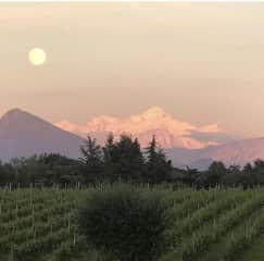 Views of the vineyards and Mont Blanc from the courtyard