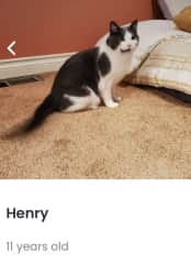 This is Henry from my Renton house sit. We spend a week together.