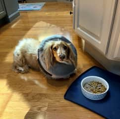 Cooper - cone of shame