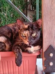 Polly is the mischievous one, from sleeping in plant pots to winding up her siblings, if there's ever trouble you can guarantee Polly is at the centre of it!