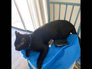Callie loves chairs
