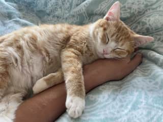 Purrriest cuddle Buddy (once he trusts you)