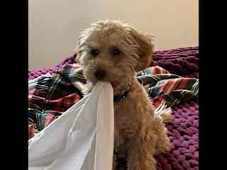 Cooper untucking the sheets