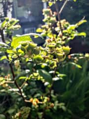 Baby blueberries in the making! Anything that ripens while you are staying is of course yours