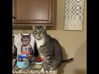 Sashi loves to eat. He is now on a mostly wet food diet