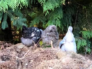 Fluffy Butts on the Compost Pile