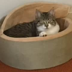 Chillin’ in the heated cat bed.