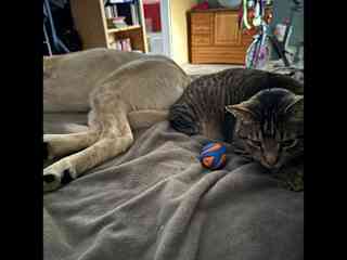 They human seems to think this is their bed.